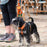 Dog Copenhagen Comfort Walk Air 3.0 Harness Orange