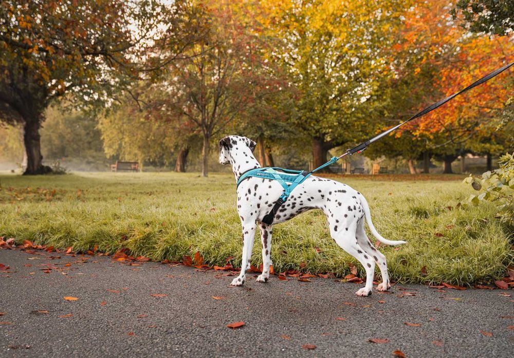 Non-stop Dogwear Rush harness Teal